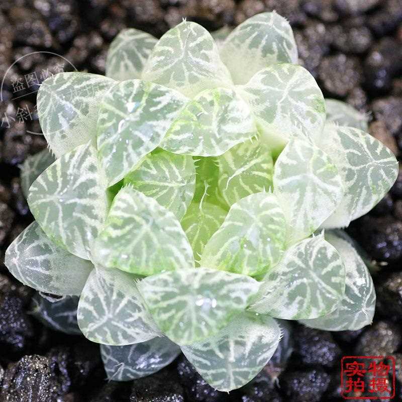 韩国白色玉露白色多肉白斑玉露多肉植物非组培