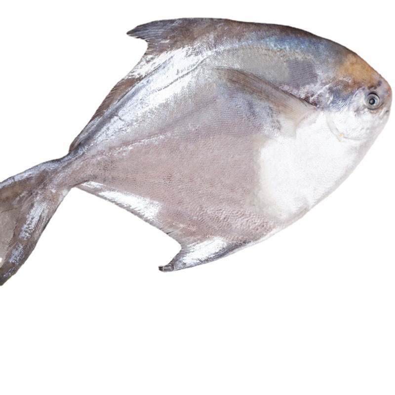 Ⅱ【食材整年供应】白鲳鱼小鲳鱼平鱼扁鱼小白鲳银鲳鱼批发金仓鱼