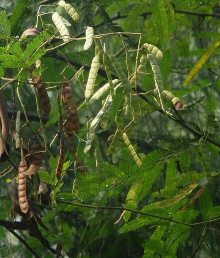 簕仔树种子 勒子树 围园勒 勒子刺绿篱笆有刺带刺勒篱树
