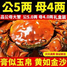 大闸蟹鲜活大母蟹母螃蟹5.0-2.0两公母螃蟹活蟹盒装批发厂家跨境