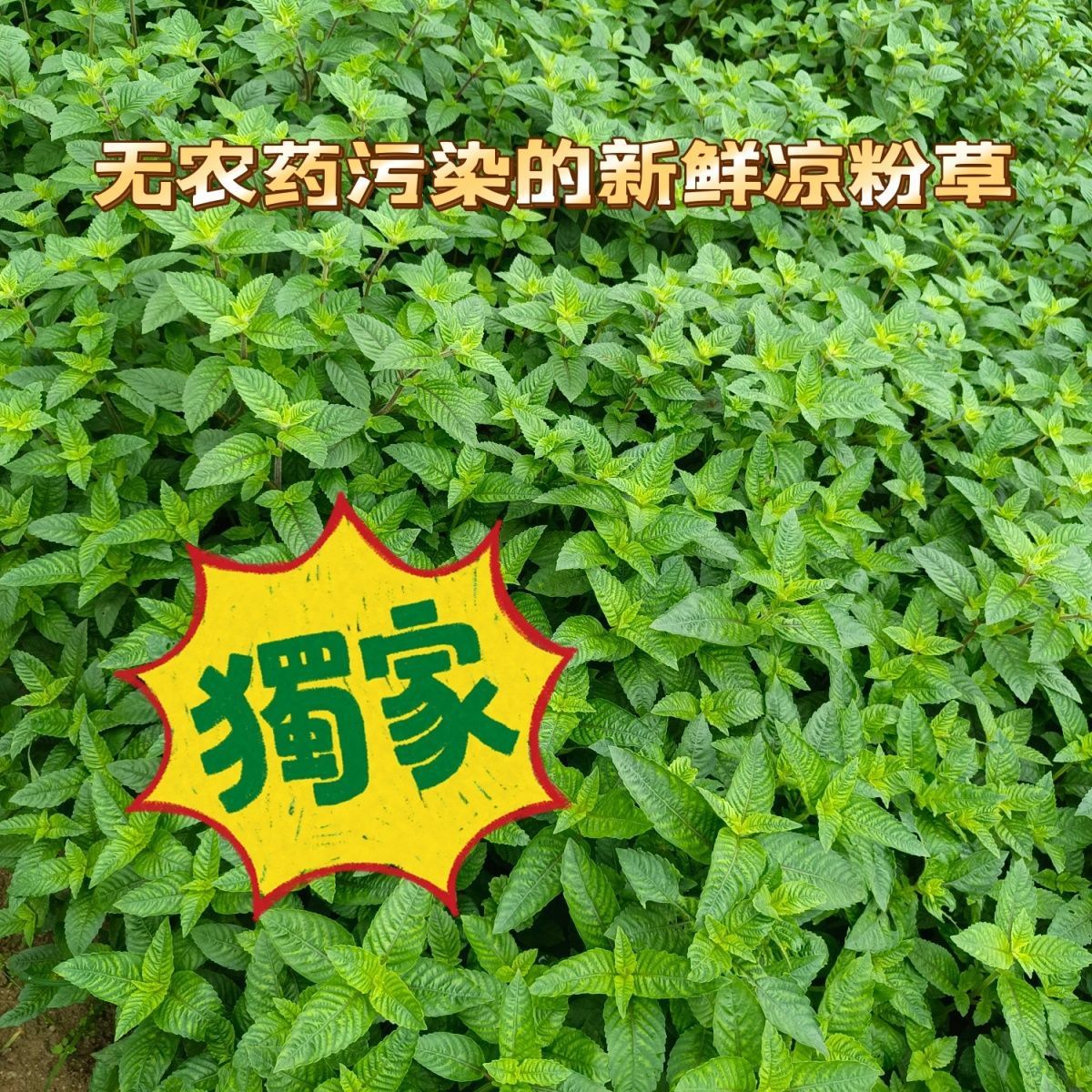仙草蜜 仙草冻绿凉粉草粿草汁仙人粄草龟苓膏烧仙草新鲜