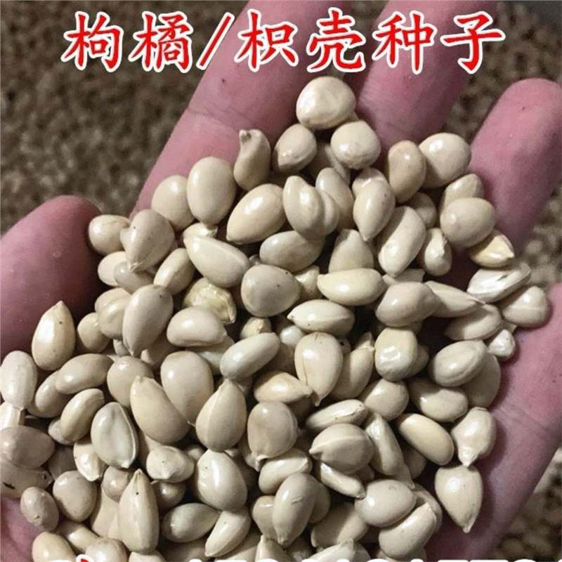 新采枸橘种子嫁接柑橘 甜橙 砂糖橘砧木种子香橙枳壳种子红橘种子