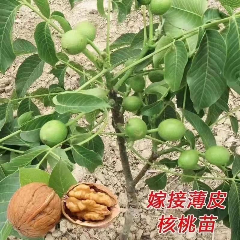 批发核桃树果苗纸皮薄皮新8518核桃苗文玩核桃果树果苗核桃嫁接果