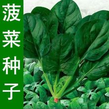 大叶菠菜籽 秋冬季蔬菜种子耐寒四季菠菜种子阳台盆栽菠菜种子