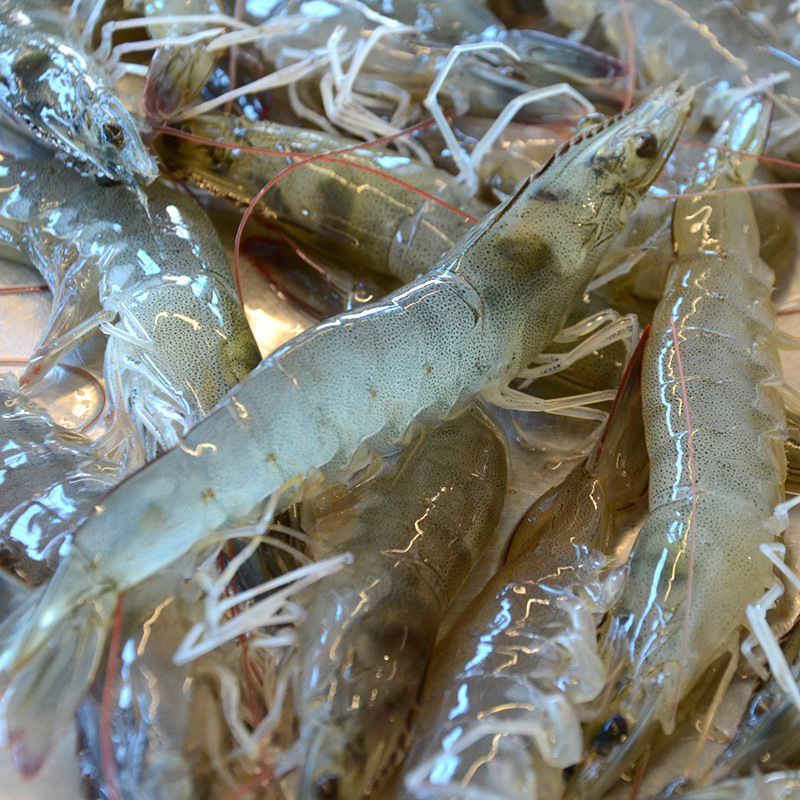 500g 北京闪送 鲜活海白虾 海鲜 水产 明虾 对虾 非基围虾-阿里巴巴