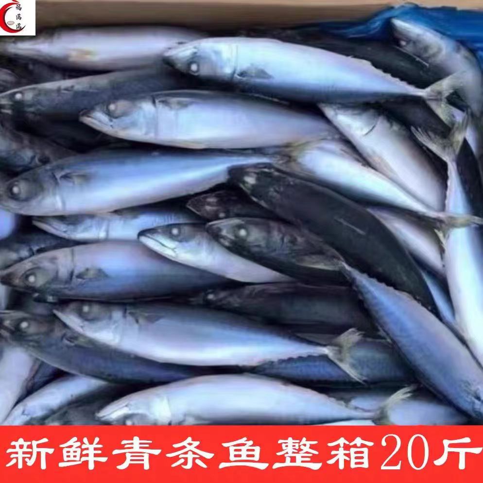 新鲜冷冻青条鱼青占鱼整箱20斤鲐鲅鱼一斤3-4条烧烤饭店食材-阿里巴巴