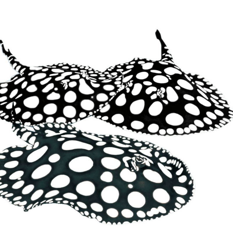 皇冠黑白魟鱼苗活体珍珠魟黑金魟鱼金龙鱼红龙鱼活鱼虎鱼龙配鱼