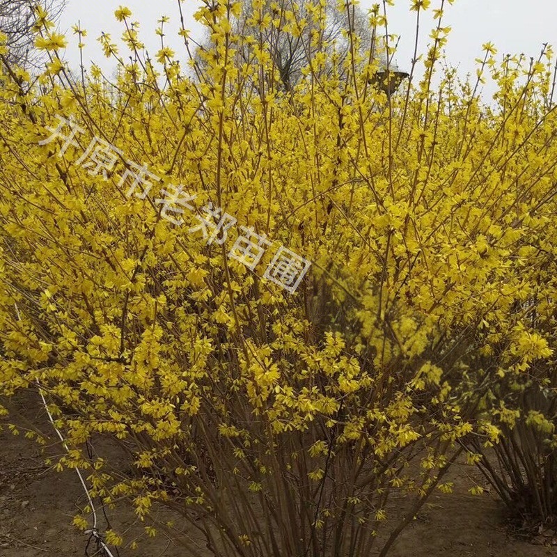 东北连翘树苗丛生早春花灌木辽宁开原市老郑苗圃提供连翘工程用苗