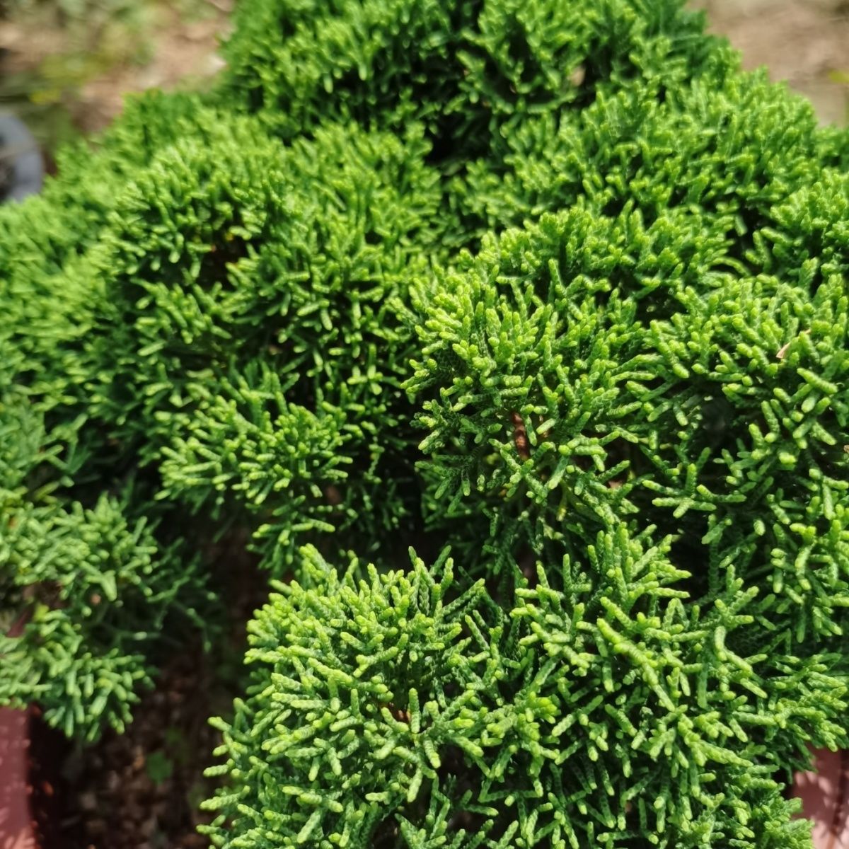 精品原生济州真柏系鱼川真柏黄金真柏盆景素材