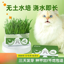 3包多可特懒人猫草盆栽小麦种子猫零食化毛片猫草粒薄荷猫咪零食