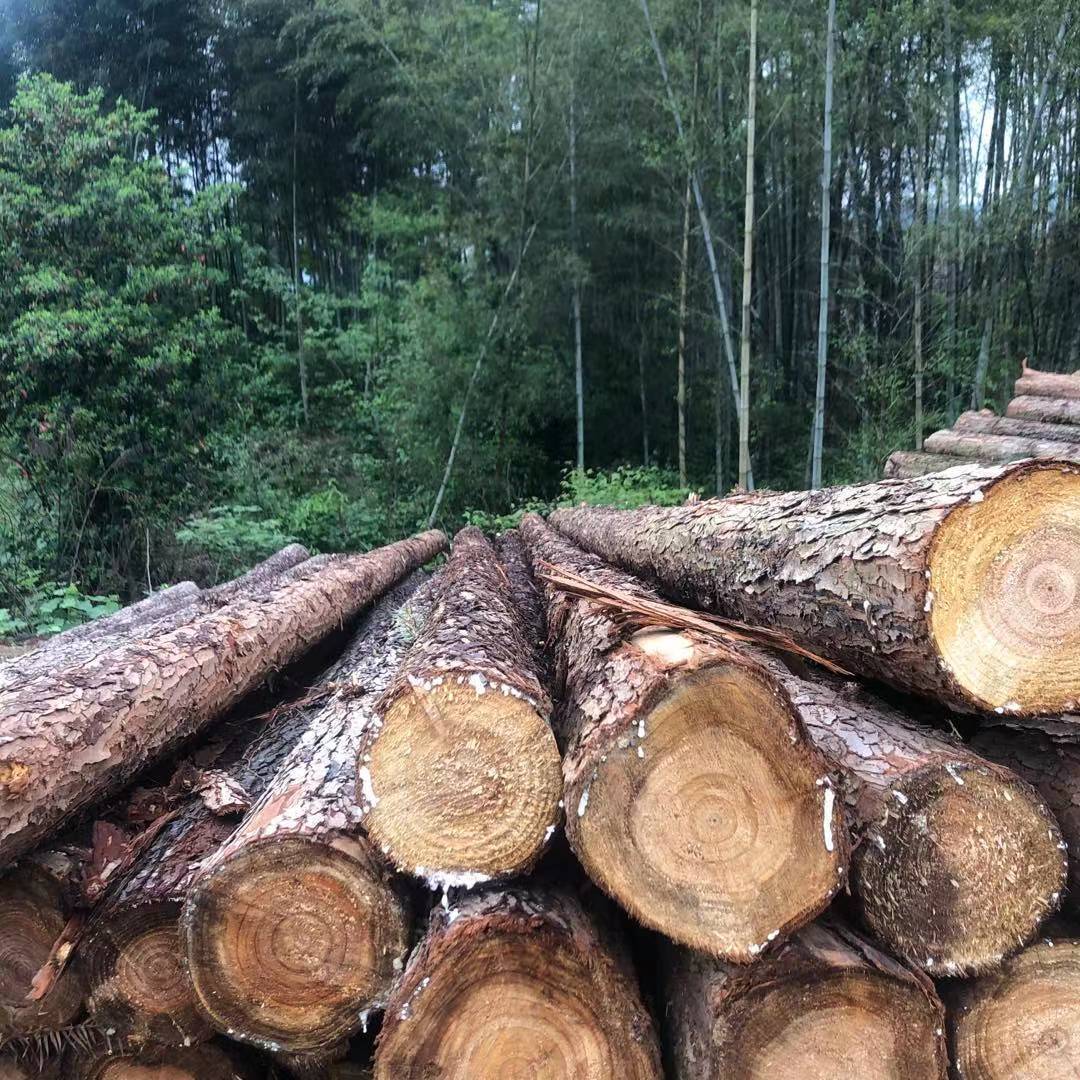 林场直发杉木檀条 房屋建筑原木檀条 圆头4米檀条现货批发