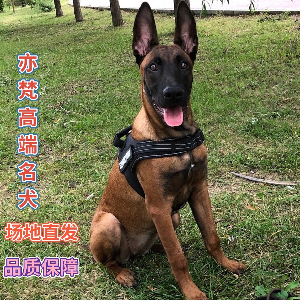 纯种马犬幼犬双血统宠物警犬爆红马犬活体看家护院精品马犬-阿里巴巴