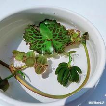 水草植物香蕉草鱼缸水草结蕉草水中叶前景造景活体懒人草无需种植