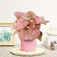红粉佳人合果芋彩叶芋盆栽绿植粉色恋人桌面室内花卉好养易活美观