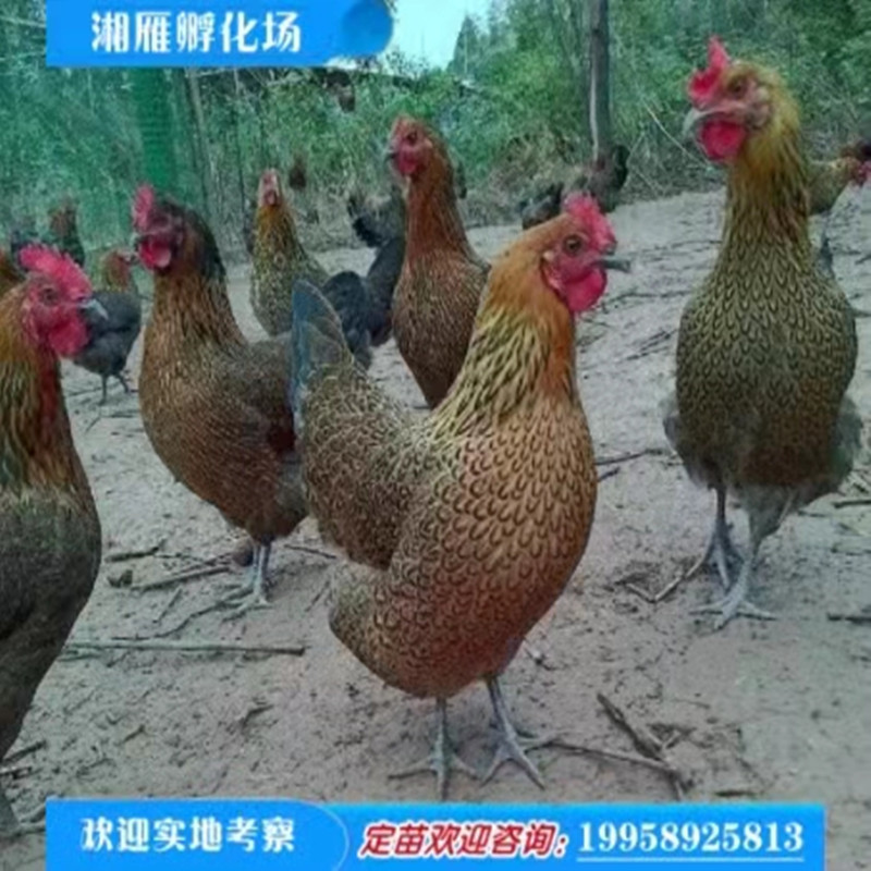 本地鸡价格