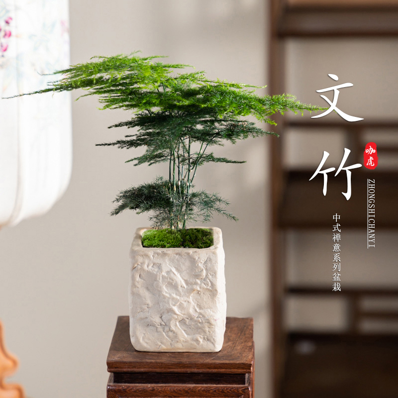 文竹盆栽室内办公室绿植客厅茶几桌面微景观趣味创意迷你植物摆青