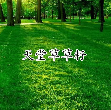 天堂草种子草坪种子百慕大草籽耐践踏固土性强质量保证发芽率高