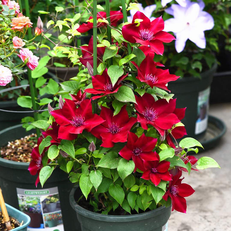 铁线莲花苗盆栽 阳台庭院多季节丰花爬藤植物花卉乌托邦啤酒花苗