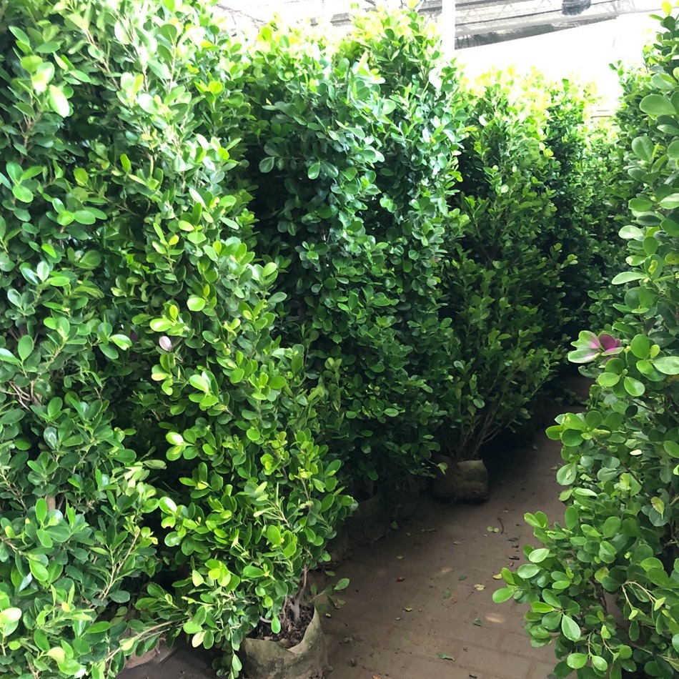 火山榕绿篱盆栽 私家园艺围墙遮挡植物 成都绿植批发 工程苗木