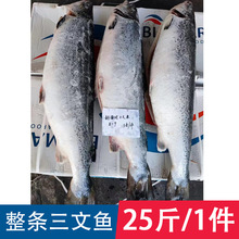 三文鱼 整条三文鱼冷冻新鲜大西洋鲑鱼刺身去内脏批发4条装共25斤