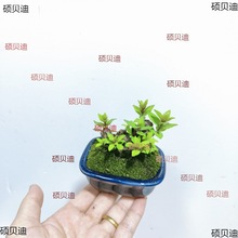 精品水杨梅 栀子花 黄荆盆景桌面微型细水团水培河沙栽种