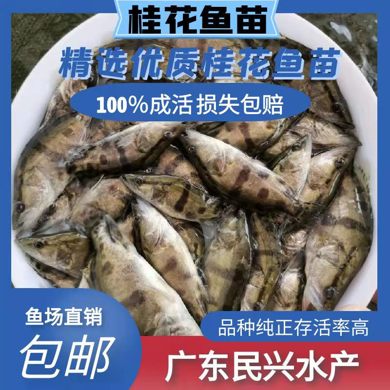 桂花鱼苗鳜鱼苗淡水活体路亚桂花鱼苗翘嘴鳜鱼苗渔场直销包邮包活