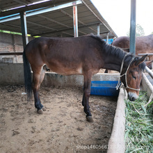贵州哪里卖大骡子一匹800斤的马骡子价格 3至6岁的骡子
