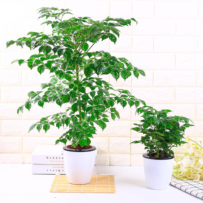 幸福树小富贵绿植小盆栽水培花卉植物办公室内桌面装饰好养盆景