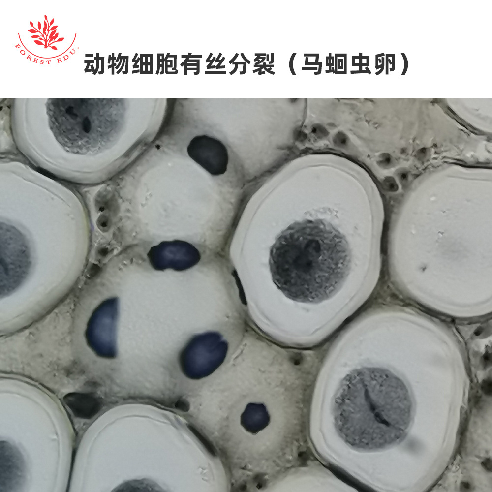 教学生物标本动物植物有丝分裂切片细胞核现纺锤丝生物显微镜玻片