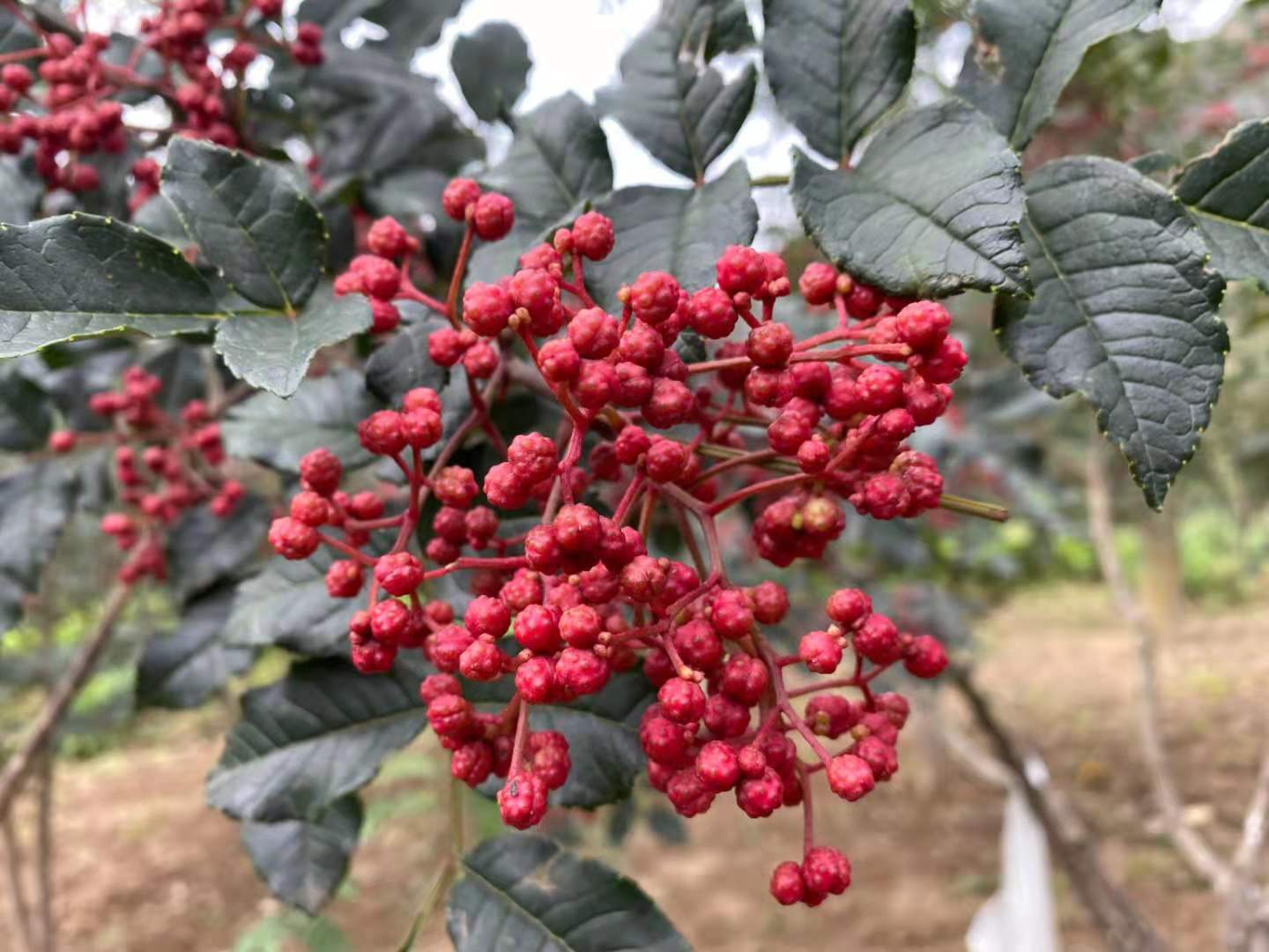 任多丰花椒武都花椒大红袍调味品