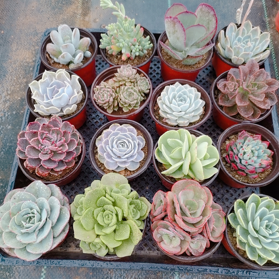 多肉群生小辣椒