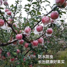 水果梨袋子苹果袋套袋塑料半透明专用膜袋梨子一次性塑膜袋桃子