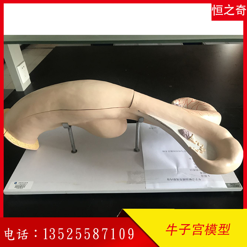 牛子宫