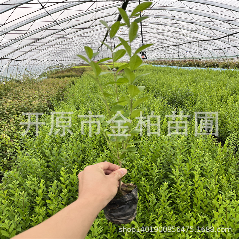 水蜡树苗灌木绿篱苗木水蜡造型球30-60地栽容器苗绿叶水蜡女贞