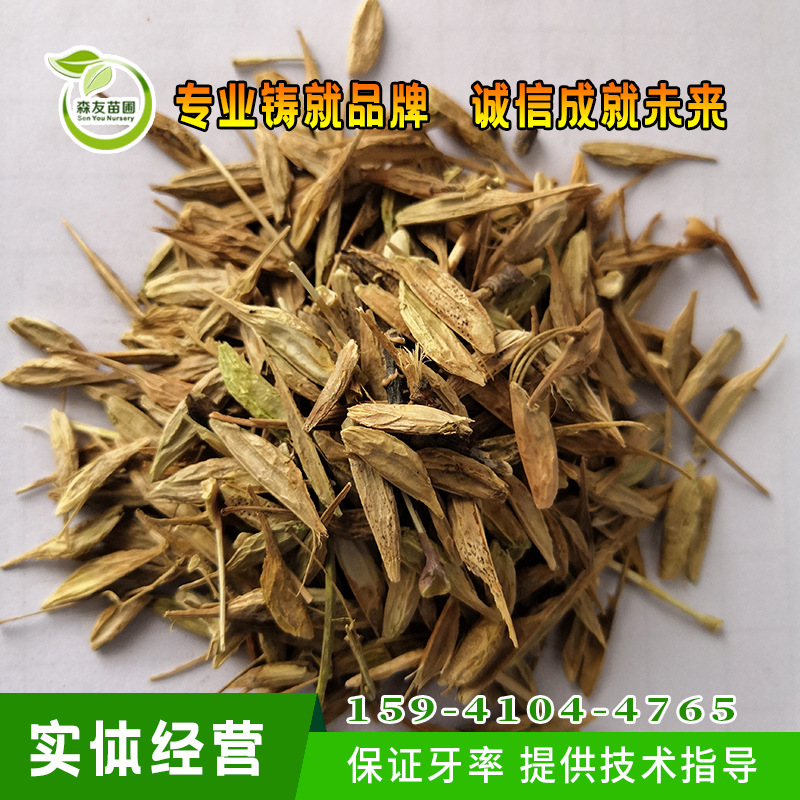 出售复叶槭种子糖槭种子花卉种子批发商 糖槭行道树 金叶复叶槭