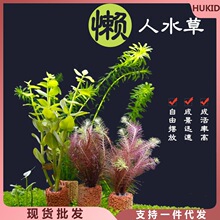 水鱼缸造景淡水养鱼植物懒人真冷水坨造景厂家批发一件代发