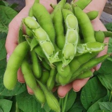 毛豆新鲜现摘豆荚带壳发青发现青豆鲜嫩农家豆角自种当季蔬菜包邮