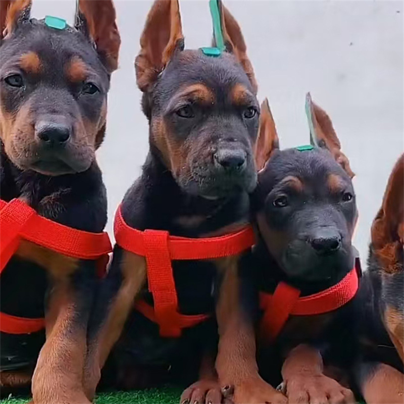 狗场出售纯种莱州红犬纯种莱州红活体幼犬看家护院苏联红护卫犬