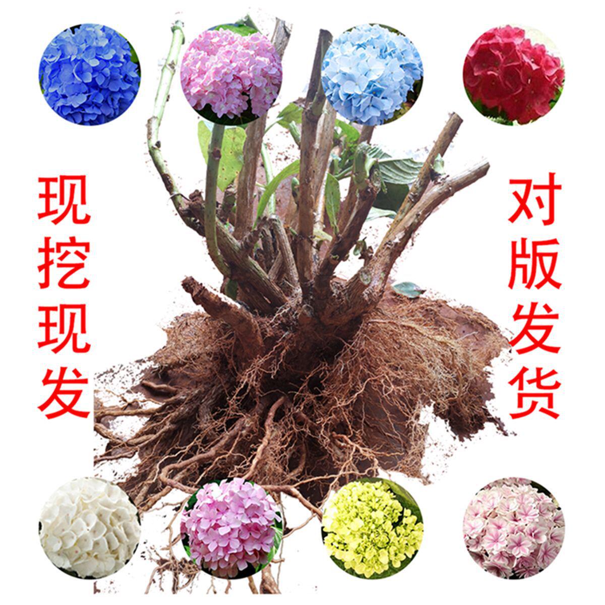 云南基地批发绣球老桩宝塔新娘蓝色大苗工程绿化庭院盆栽鲜切大花