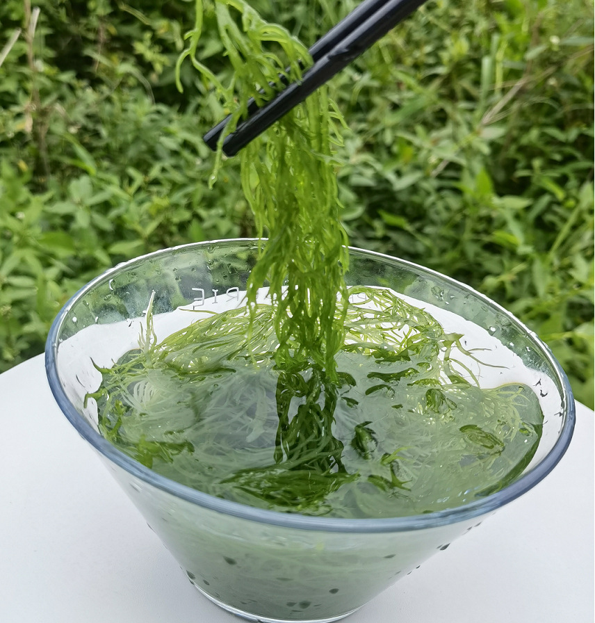 霞浦龙须菜 3斤/5斤 海洋蔬菜 凉拌煲汤煮火锅味道都很鲜美