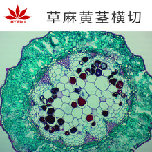 草麻黄茎横切 植物类组织细胞切片 显微镜观察 教学用组织切片