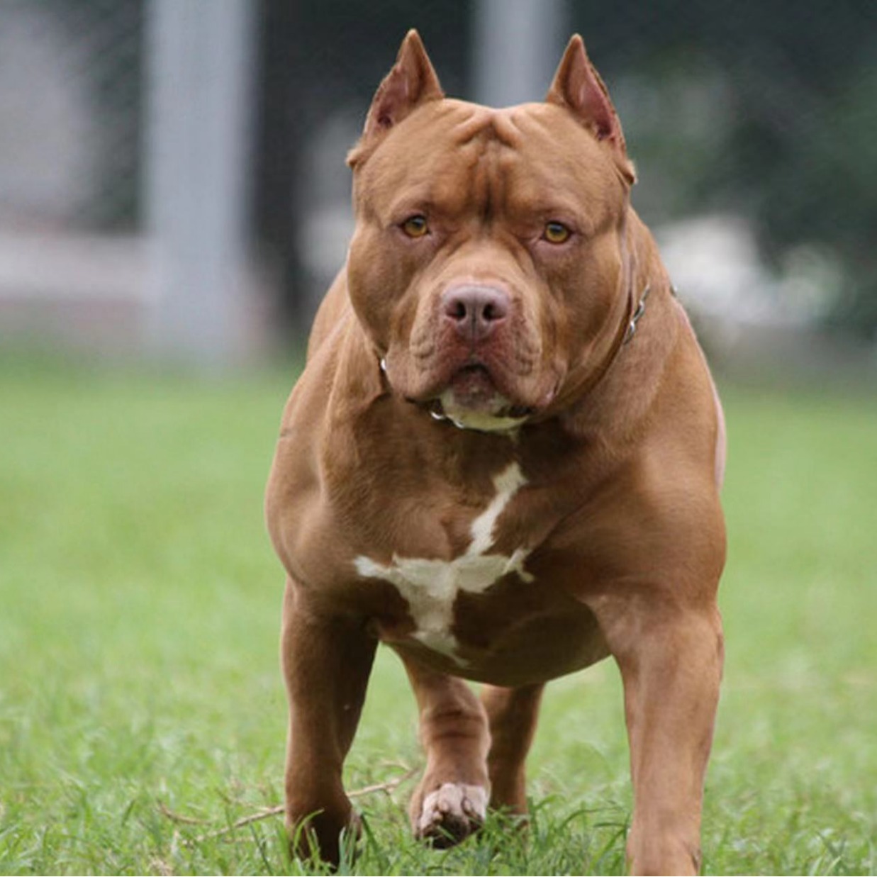 纯种比特犬幼犬活体出售 比特斗架猎犬大骨架猛犬比特犬幼崽-阿里巴巴
