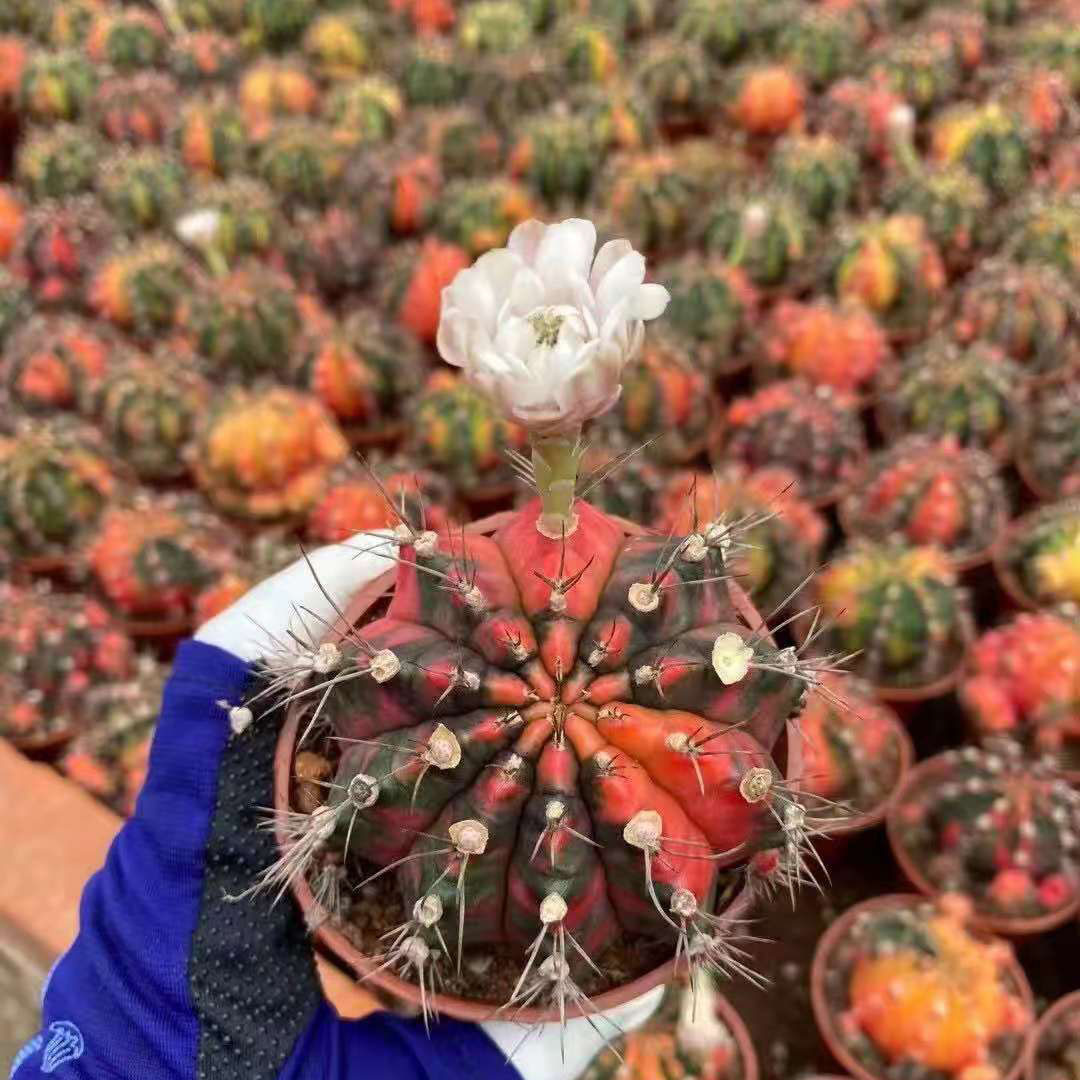 【基地直供】 居家花卉盆栽仙人球多肉植物盆栽花卉 光辉牡丹