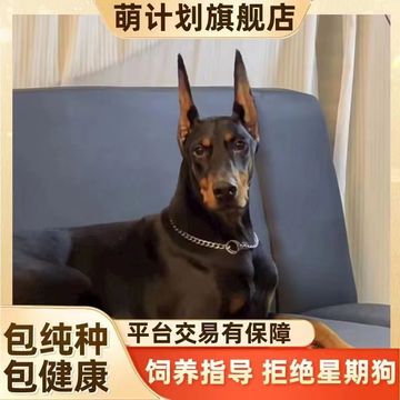 杜宾犬幼犬纯种活体护卫犬出售德系杜宾犬美系双血统大型宠物杜宾