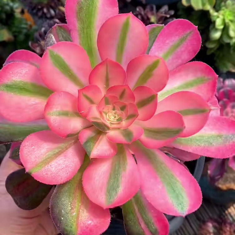 粉女巫法师稀有品种多肉植物组合盆栽萌肉肉贵货肉肉新手好养