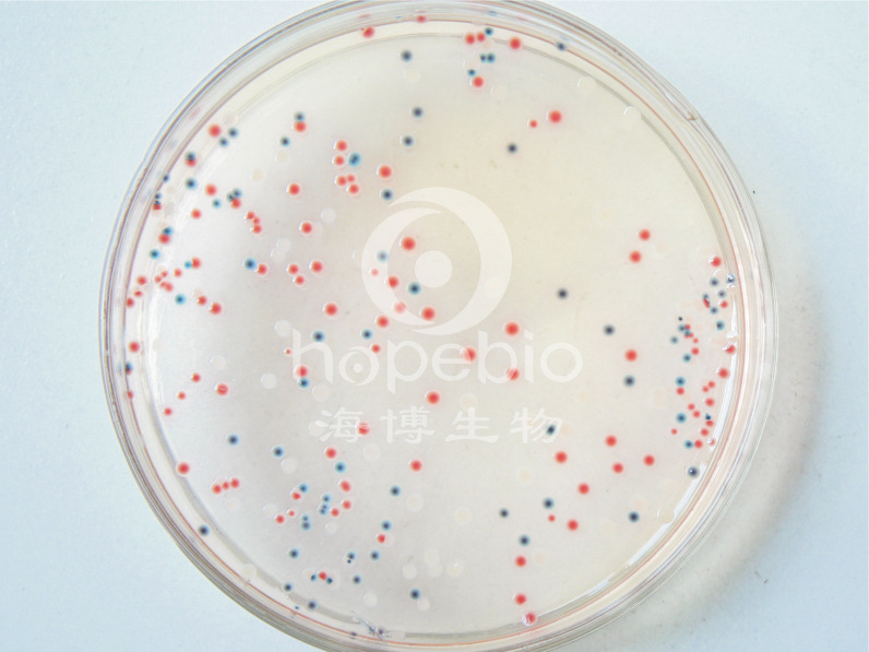 大肠杆菌/大肠菌群显色培养基(平皿) hbpm7003 9cm*10个/包