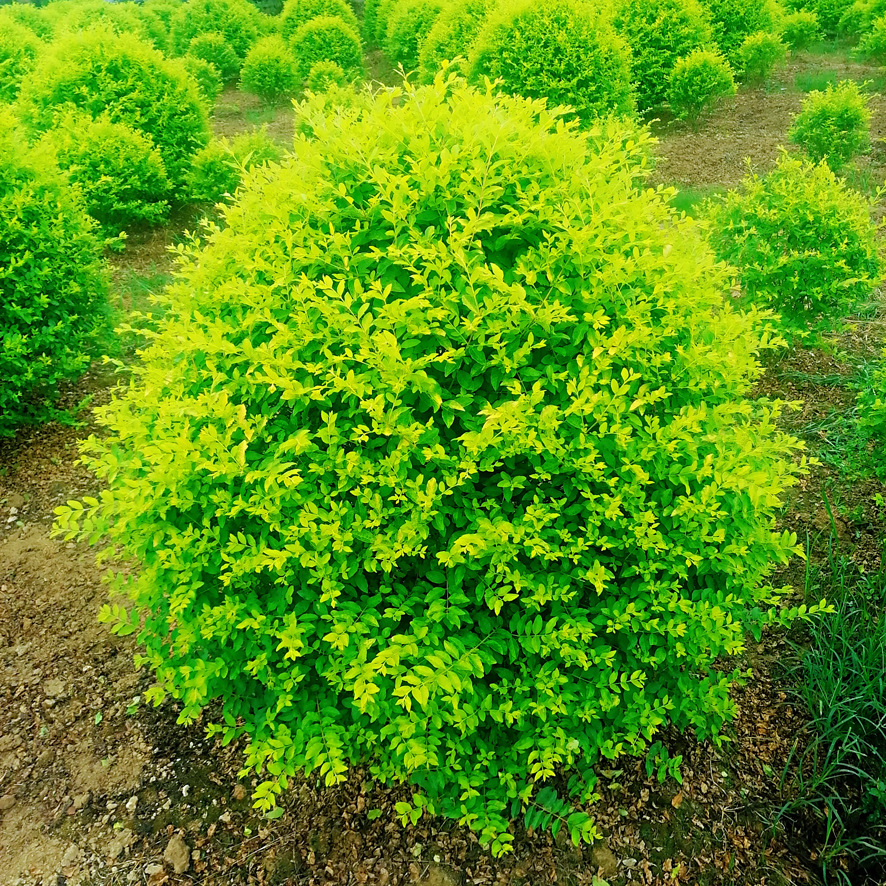 基地直批金叶女贞金叶女贞球金冠女贞球女贞球精品女贞球