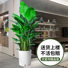 客厅绿植鸟盆栽大型室内花卉大叶植物办公室好养活四季鹤望兰跨境