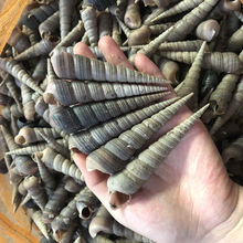 5斤包邮鲜活去尾钉螺新鲜水产新鲜锥螺海捕海螺鲜活螺田螺尖尾螺