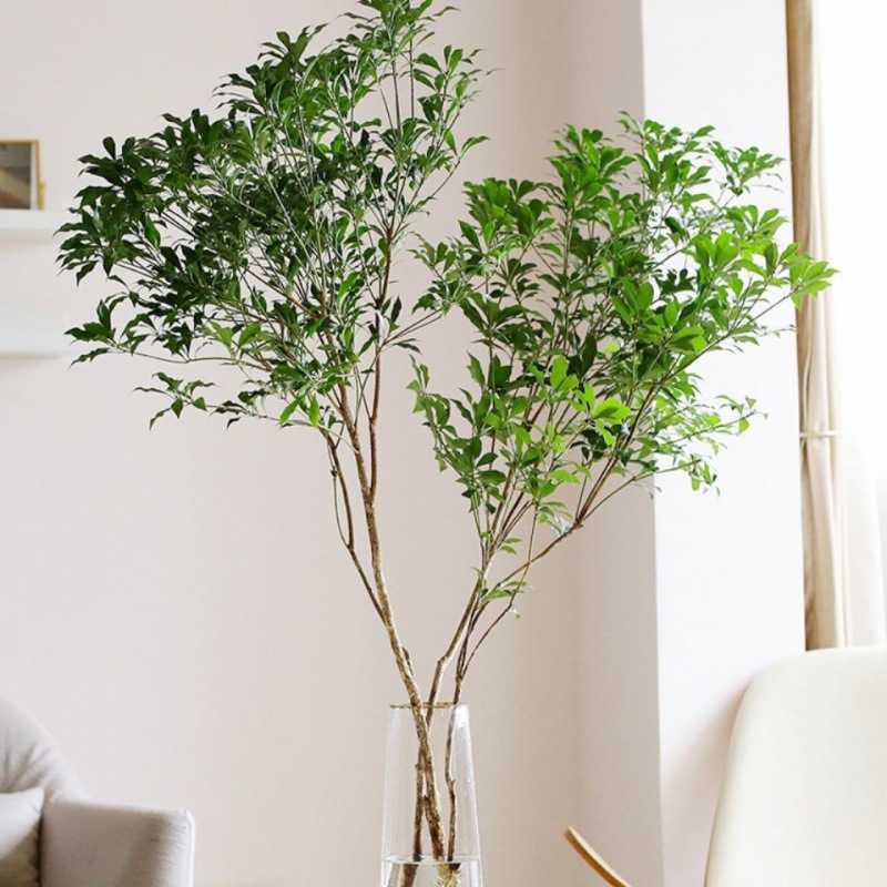 马醉木水培植物鲜切树枝条吊钟盆栽室内花卉小绿植好水养盆栽批发